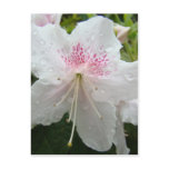 AZALEA FLOWERS White Wet Azaleas Cards Gifts Mugs