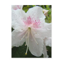 AZALEA FLOWERS White Wet Azaleas Cards Gifts Mugs