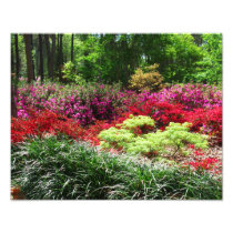 Azalea Gardens