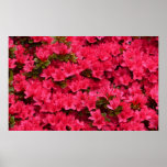 Azalea  ~Print~