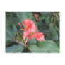 Azalea, Zilker Botanical Gardens, Austin TX Post Card