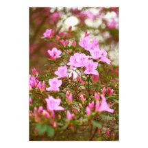 Azaleas blooming in springtime photo art