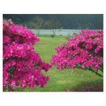 Azaleas Full Color Flyer