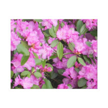 Azaleas Gallery Wrap Canvas