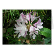 Azaleas Greeting Card