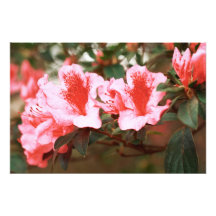Azaleas Photo