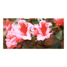 Azaleas Photo Card Template