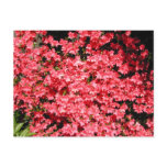 Azaleas. Pretty Pink Flowers. Post Cards