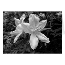 Azaleas / Rhododendrons in B&W Card