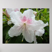 AZALEAS White 4 Azalea Flowers Art Prints Posters