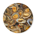 Azores limpets "lapas" refrigerator magnets