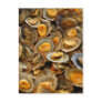 Azores limpets "lapas" post card