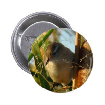 B0003 Marsh Wren button