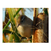 B0003 Marsh Wren Postcards