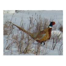B0023 Ring-necked Pheasant 2 Postcards