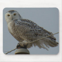 B0038 Snowy Owl Mousepads