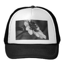 B&W Beauty II Hats