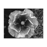 B/W Flower Postcard