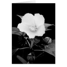 B&W Rose Mallow Blank Note Card