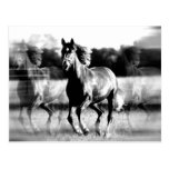 B&W Running Horse Postcards