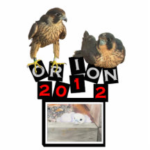 B.Weaver Orion design photo sculpture