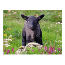 Baa-Baa Black Sheep Postcard