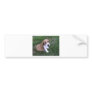 babies (8) bumper sticker