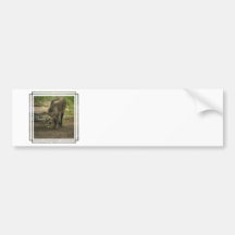Babirusa Bumper Sticker