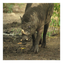 Babirusa  Invitations