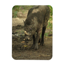 Babirusa  Magnet