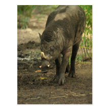 Babirusa Postcard