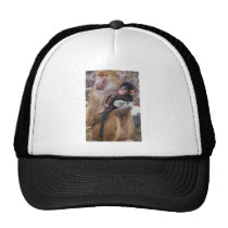 Baboon and Baby hats