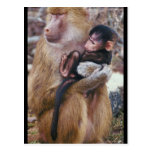 Baboon and Baby Post Card