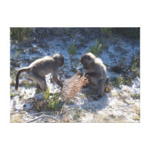 Baboon Babies playing - Close up Stretched Canvas Prints