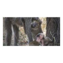 Baboon Family Personalized Photo Card
