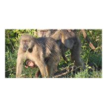 Baboon Mothers Photo Card