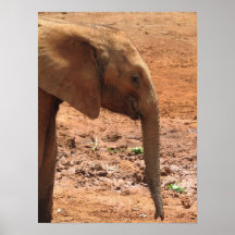 Baby African Elephant Poster