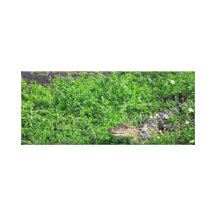 Baby Alligator Canvas Prints