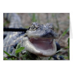 Baby Alligator Close Up -  Greeting Cards - Blank