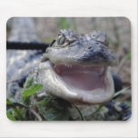 Baby Alligator Close Up -  Mousepad