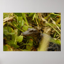Baby Alligator Poster