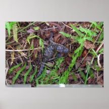 Baby Alligator Posters