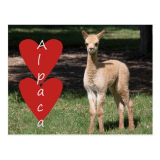 Baby alpaca love postcard