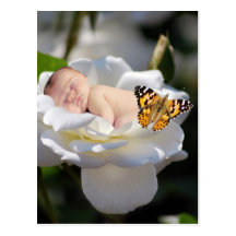 Baby and white rose gift post cards