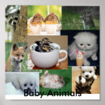 Baby animals poster