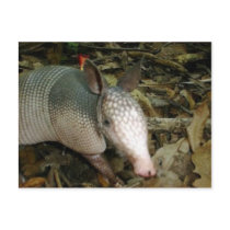 Baby Armadillo Post Card
