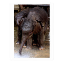 Baby Asian Elephant_02 Postcard