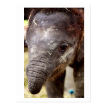 Baby Asian Elephant_03 Post Cards