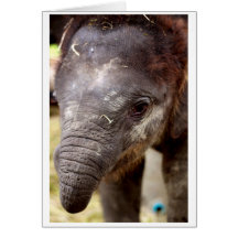 Baby Asian Elephant gift card - 02