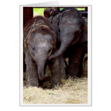 Baby Asian Elephant gift card - 03